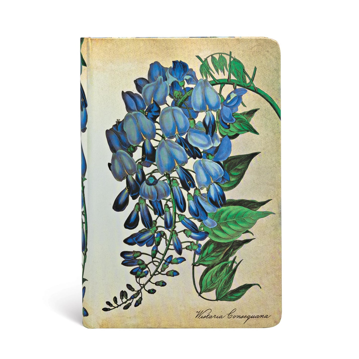 Blooming Wisteria Mini Unlined Hardcover Journal, 176pg, 85GSM by Paperblanks (Painted Botanicals)