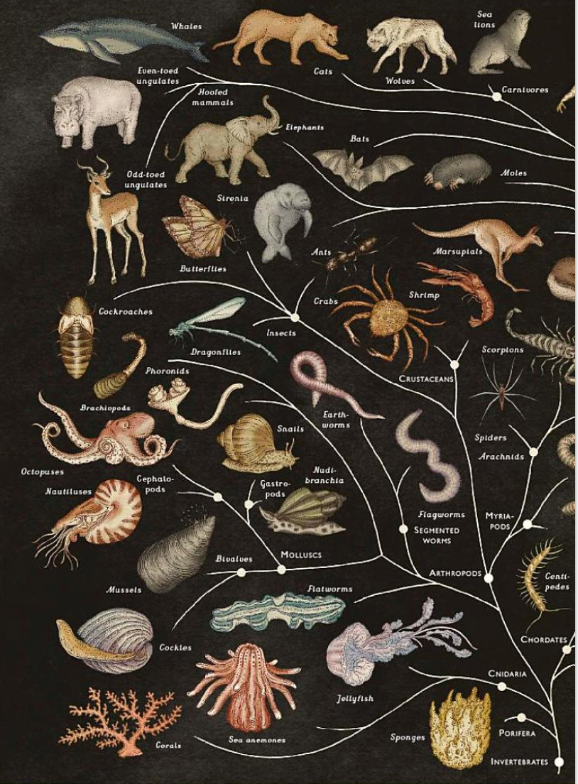 Animalium