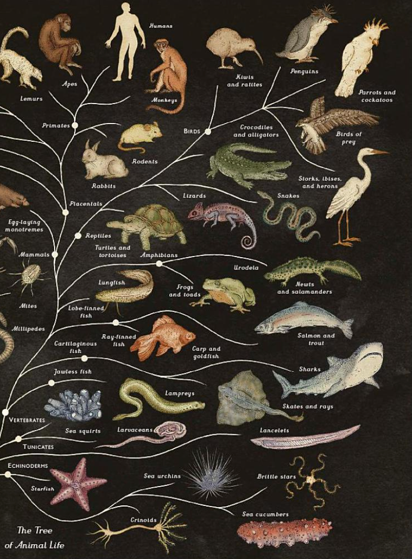 Animalium