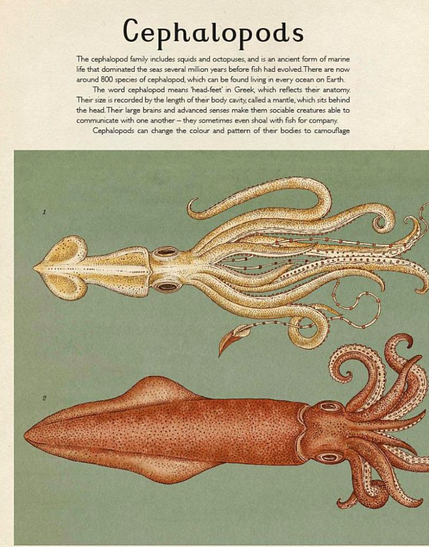 Animalium