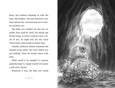 Wildlife Rescue: How to Save an Owl