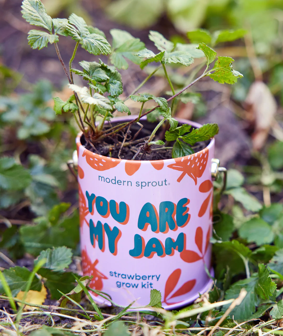 Complimentary Colors Grow Kits