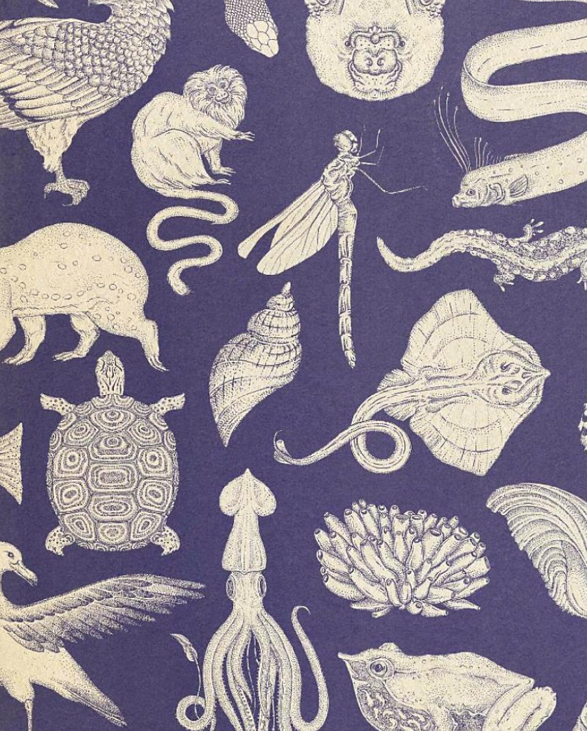 Animalium