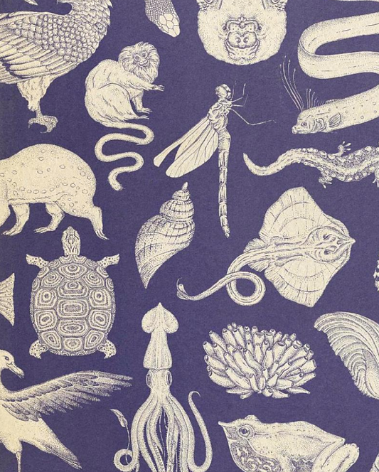Animalium