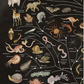 Animalium