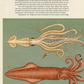 Animalium